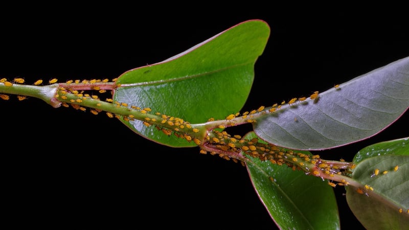 Preventing Pest Infestations