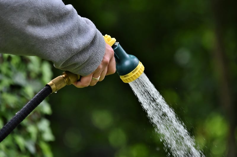 Watering and Drainage Tips