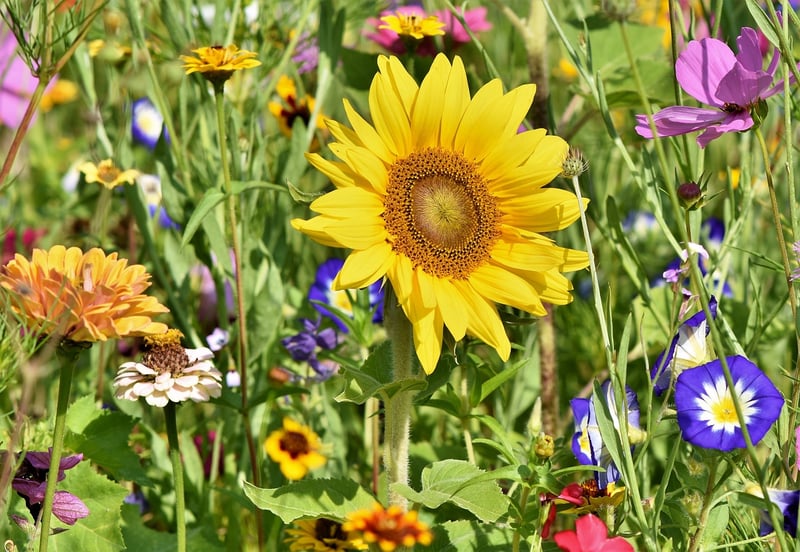 Urban Garden