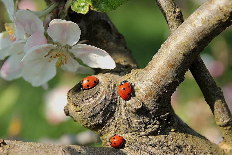 Ladybug beneficial insect